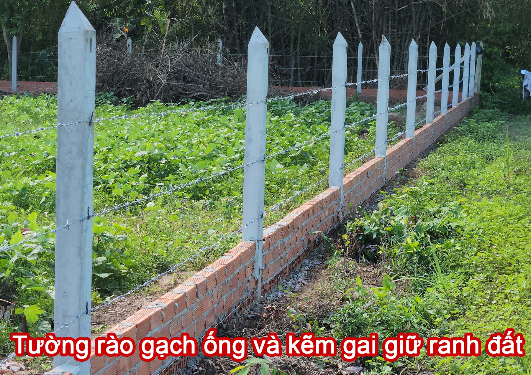 Tường r&agrave;o gạch ống v&agrave; kẽm gai giữ ranh đất.jpg (580 KB)