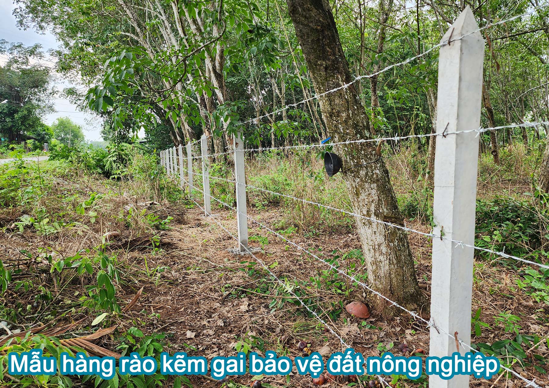 Mẫu h&agrave;ng r&agrave;o kẽm gai bảo vệ đất n&ocirc;ng nghiệp.jpg (811 KB)